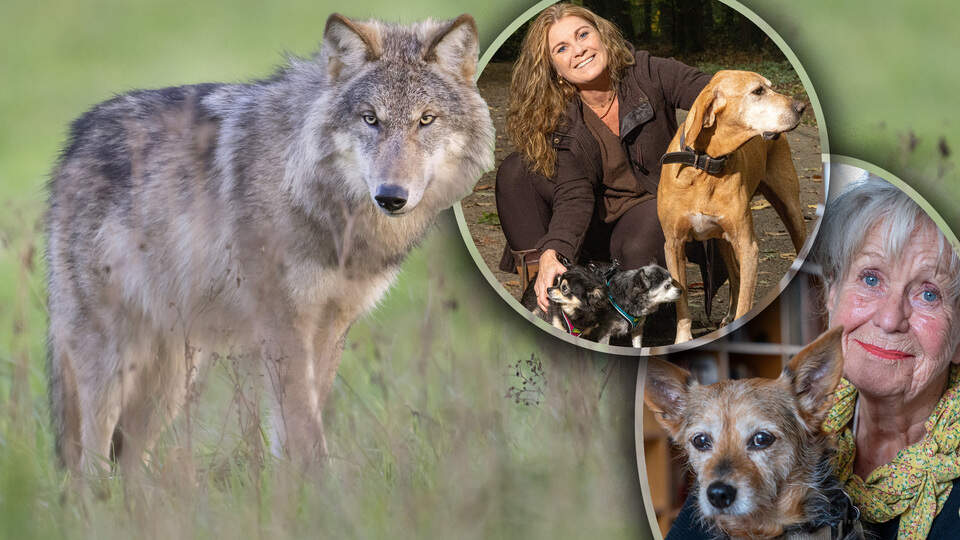 Leefgebied overgenomen door wolven, woongenot verpest